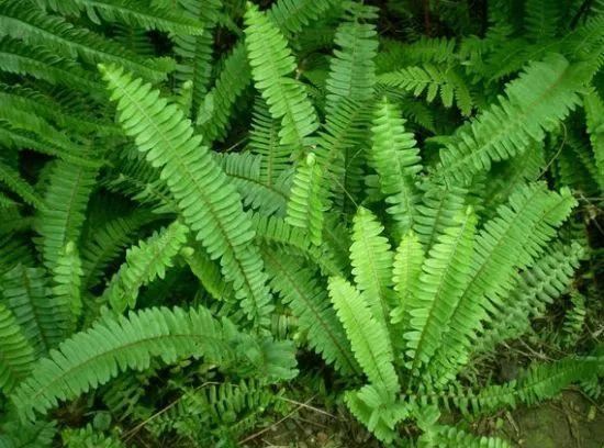 园林绿化中常用的耐阴地被植物