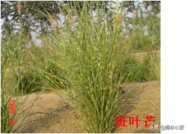 北方园林行业比较火的观赏草 | 高50-80厘米