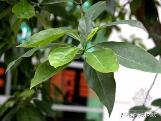30种·常用落叶乔木，超详细！景观必备