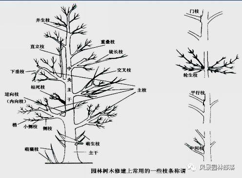 在这个看脸的时代，园林植物也需要"整形"！一起聊聊园林植物修剪