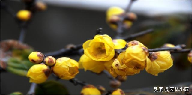 学习植物配置，这5方面植物观赏特性你必须要懂