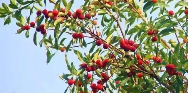 庭院的“主心骨”该怎么选择？