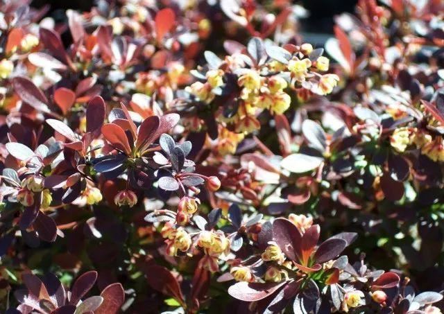 混合花境设计与种植建议！-园林景观干货