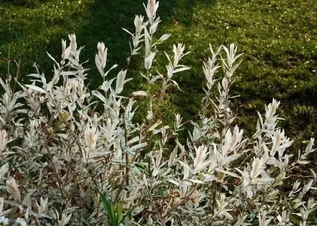 花境设计不用愁，国内60种热门花境植物汇总