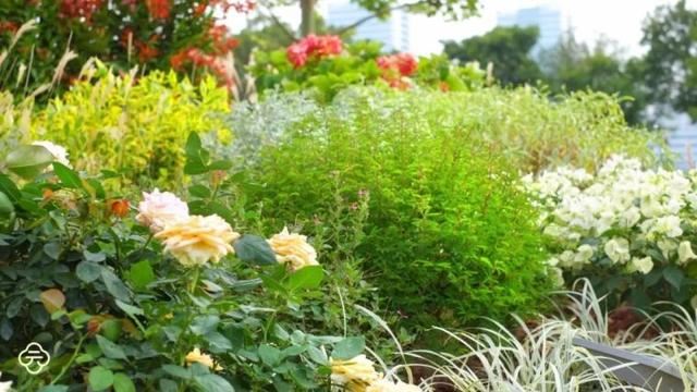 混合花境设计与种植建议！-园林景观干货