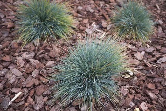 适合养石板路旁边的6种低矮植物，耐旱又耐寒