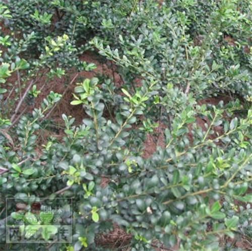 80种常见园林植物 · 景观设计师必知