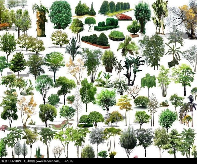 中国景观植物大全