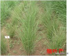 北方园林行业比较火的观赏草 | 高50-80厘米
