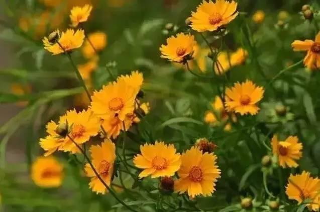 花境设计不用愁，国内60种热门花境植物汇总