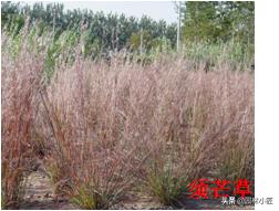 北方园林行业比较火的观赏草 | 高50-80厘米