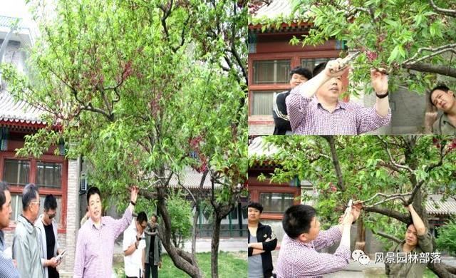 在这个看脸的时代，园林植物也需要"整形"！一起聊聊园林植物修剪