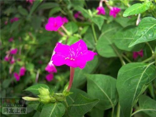 80种常见园林植物 · 景观设计师必知