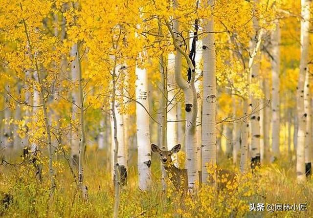 学习植物配置，这5方面植物观赏特性你必须要懂