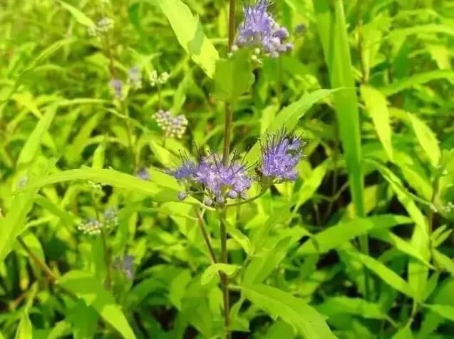 花境设计不用愁，国内60种热门花境植物汇总