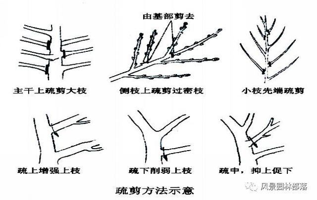 在这个看脸的时代，园林植物也需要"整形"！一起聊聊园林植物修剪