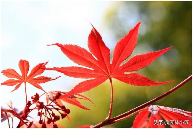 园林植物观赏特性——叶形，案例总结