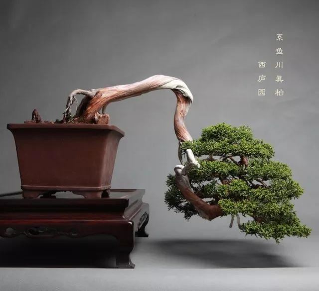 庭院的“主心骨”该怎么选择？
