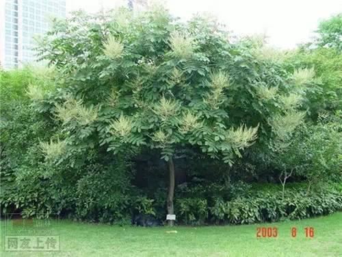 80种常见园林植物 · 景观设计师必知