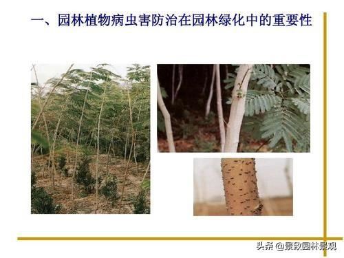 园林植物常见病虫害汇总（收藏篇），或许对你有用！持续更新