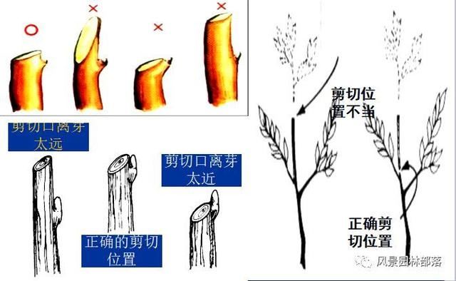 在这个看脸的时代，园林植物也需要"整形"！一起聊聊园林植物修剪