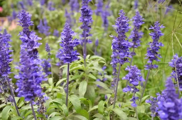 适合养石板路旁边的6种低矮植物，耐旱又耐寒