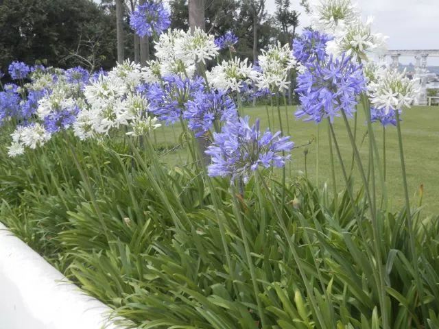 混合花境设计与种植建议！-园林景观干货