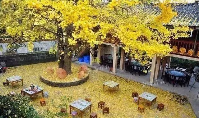 庭院的“主心骨”该怎么选择？