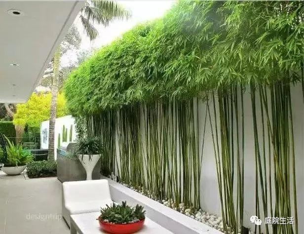 种一丛竹子，添一片悠然