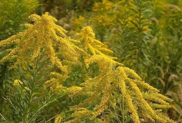 地被植物，给院子铺层地毯