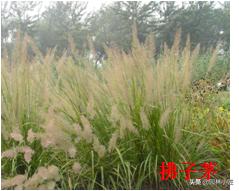 北方园林行业比较火的观赏草 | 高50-80厘米