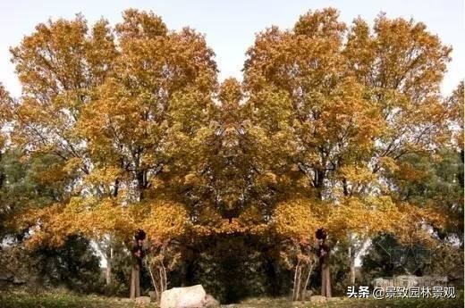 30种·常用落叶乔木，超详细！景观必备