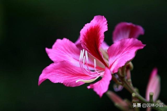 园林植物观赏特性——叶形，案例总结