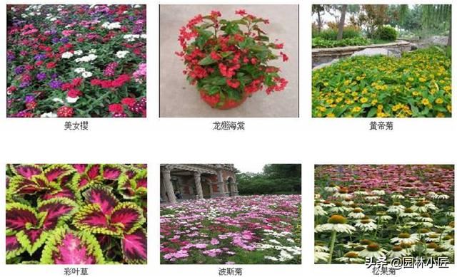 常见的花卉品种，你都认识吗？