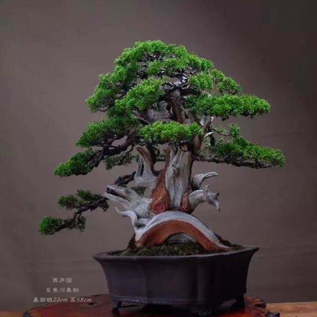 庭院的“主心骨”该怎么选择？