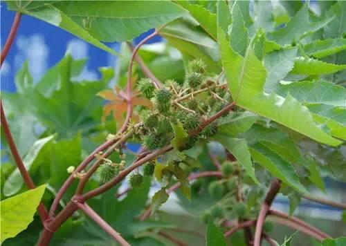 80种常见园林植物 · 景观设计师必知