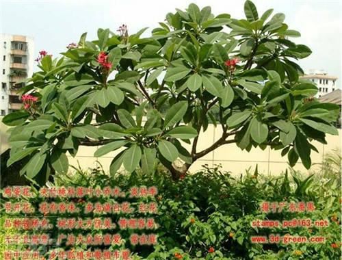 80种常见园林植物 · 景观设计师必知