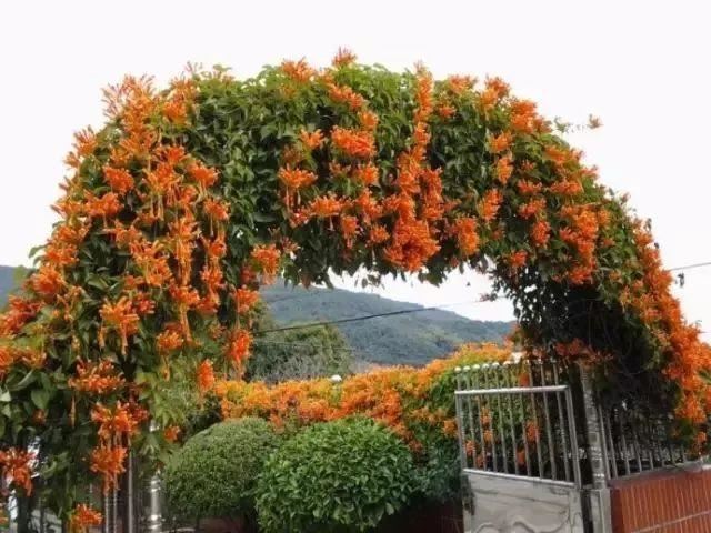 几种容易爬藤生长的观赏花卉，给足阳光，给点肥水就能开花