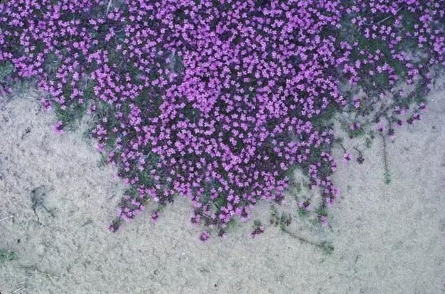 适合养石板路旁边的6种低矮植物，耐旱又耐寒