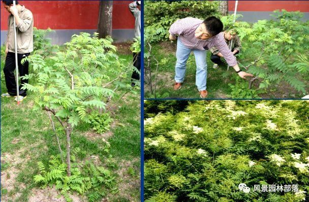 在这个看脸的时代，园林植物也需要"整形"！一起聊聊园林植物修剪