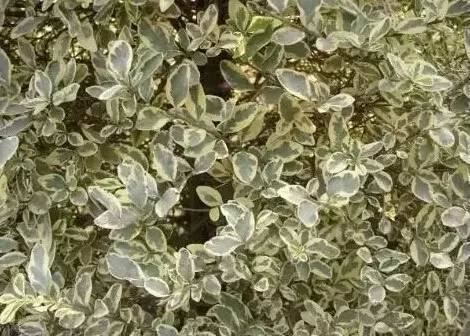 花境设计不用愁，国内60种热门花境植物汇总