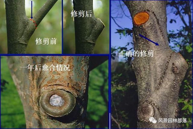 在这个看脸的时代，园林植物也需要"整形"！一起聊聊园林植物修剪