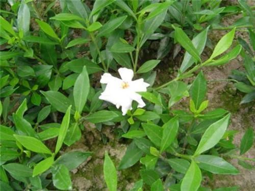 80种常见园林植物 · 景观设计师必知