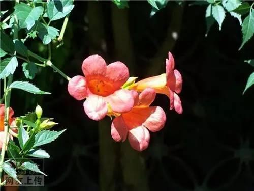 80种常见园林植物 · 景观设计师必知