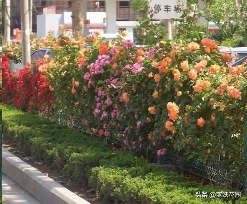 围栏围墙植物，就选这6种，好看防盗效果好