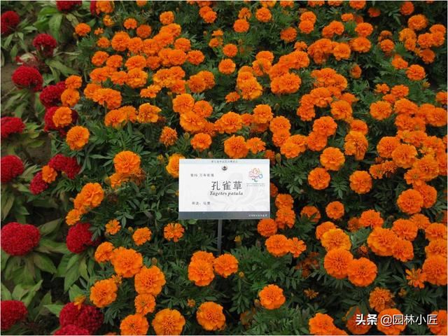 常见的花卉品种，你都认识吗？