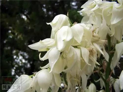 80种常见园林植物 · 景观设计师必知