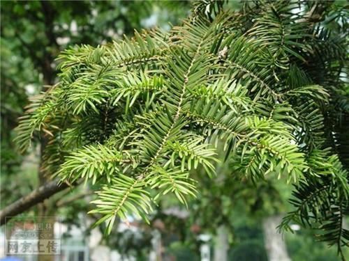 80种常见园林植物 · 景观设计师必知