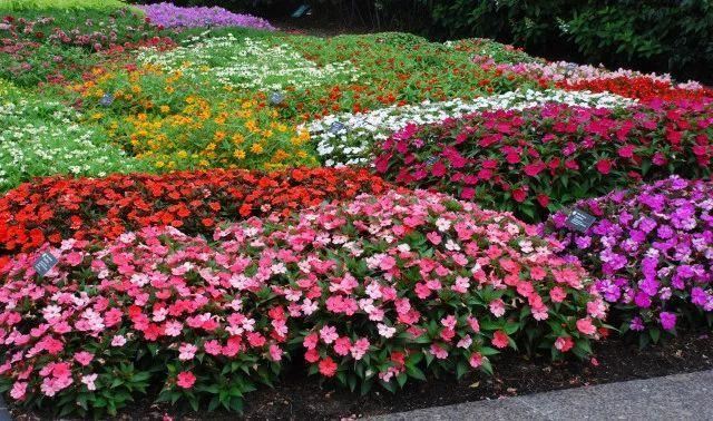 混合花境设计与种植建议！-园林景观干货