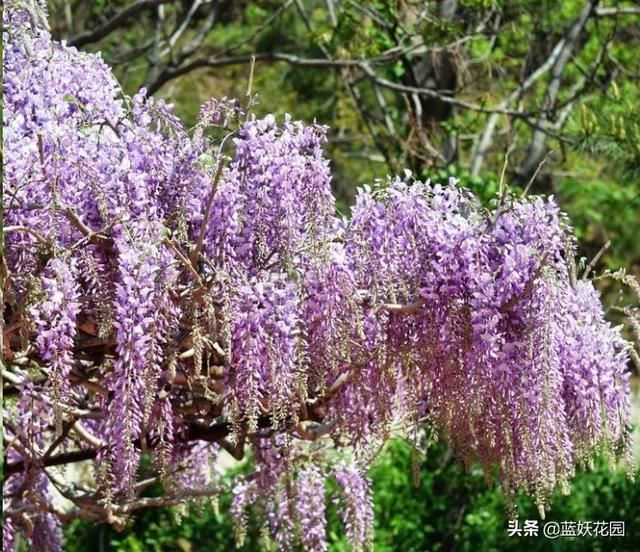 围栏围墙植物，就选这6种，好看防盗效果好